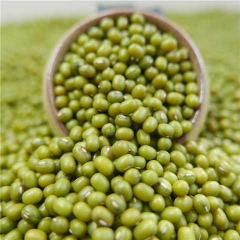 kacang hijau super buat toge