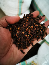 Jual Cengkeh kualitas ekspor