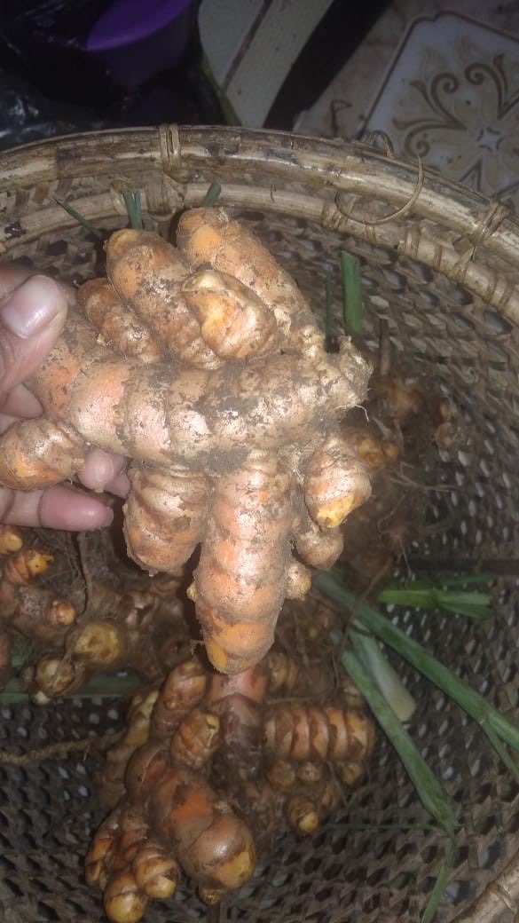 Kunyit Jumbo Lembak Bengkulu