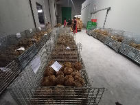 Durian Monthong Palu Utuh Harga Per Kg