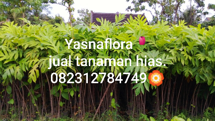jual pohon sukun 