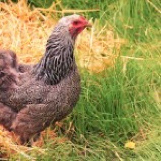 Jual Ayam Brahma dari Bibit atau Anakan sampai Dewasa