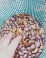 Jual Biji Sirsak Jual Per Kiloan