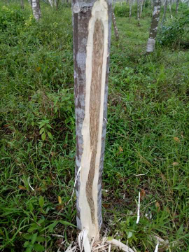 serum inokulasi gaharu