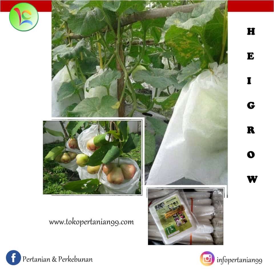 brongsong buah