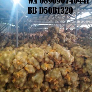 Suplay Kelapa Tua AB dan ABC untuk ekspor, pabrik dan lokal