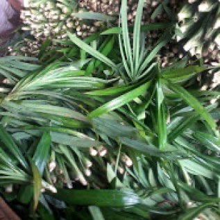 Jual daun pandan wangi segar / fresh jakarta (pandanus Amarylifolius)