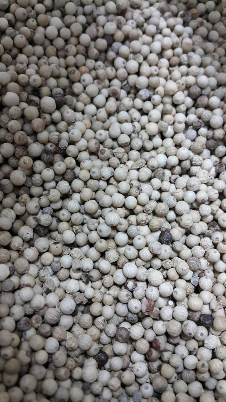 Lada Putih ( White Pepper) Merica Muntok Bangka 