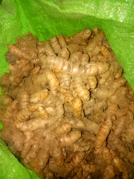 kunyit kering 