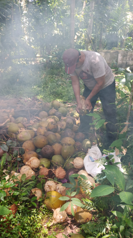 Kelapa Bulat