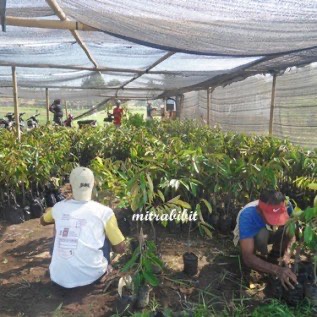 Pusat Pembibitan Durian Montong | Bibit Durian Montong Berlabel dan Bersertifikat