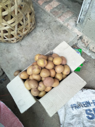 Sawo Madu Palembang
