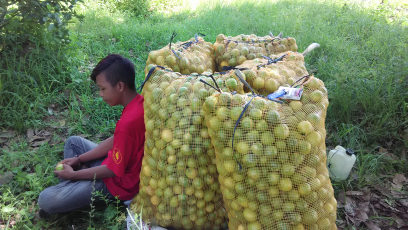 buah lemon