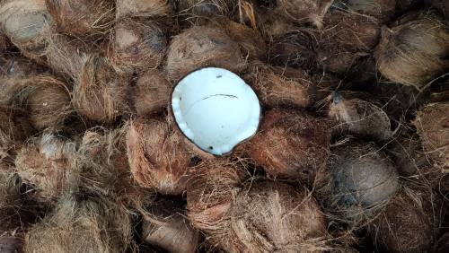 Kelapa BS/Rijek Sulawesi