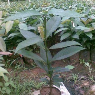 Bibit Manggis (Garcinia mangostana)