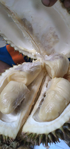 Durian Padang
