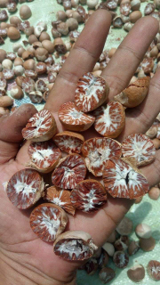 pinang belah