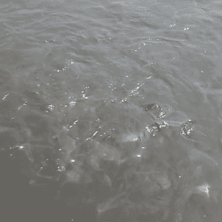 Ikan Patin