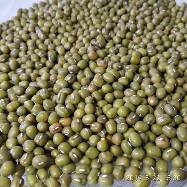 Jual Kacang Hijau Murah (Import Australia)