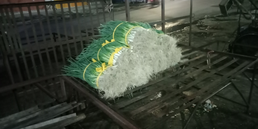 bawang daun