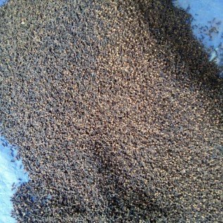 Cengkeh Kadar Air (-) 3% | AB 6