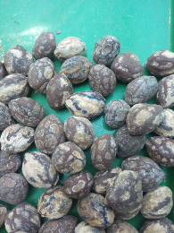 kemiri glondongan kualitas super