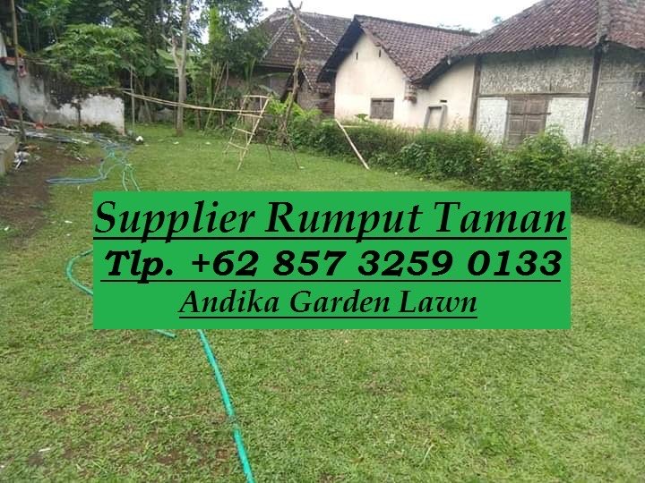 Produksi Rumput Gajah Mini - ANDIKA GARDEN LAWN