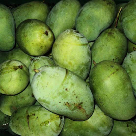 siap suplay mangga dlm jumlah besar
