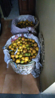 jeruk medan