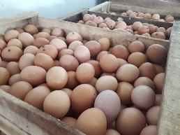 Telur Ayam masih segar dari kandang siap kirim