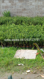 jual tanaman soka.asoka 
