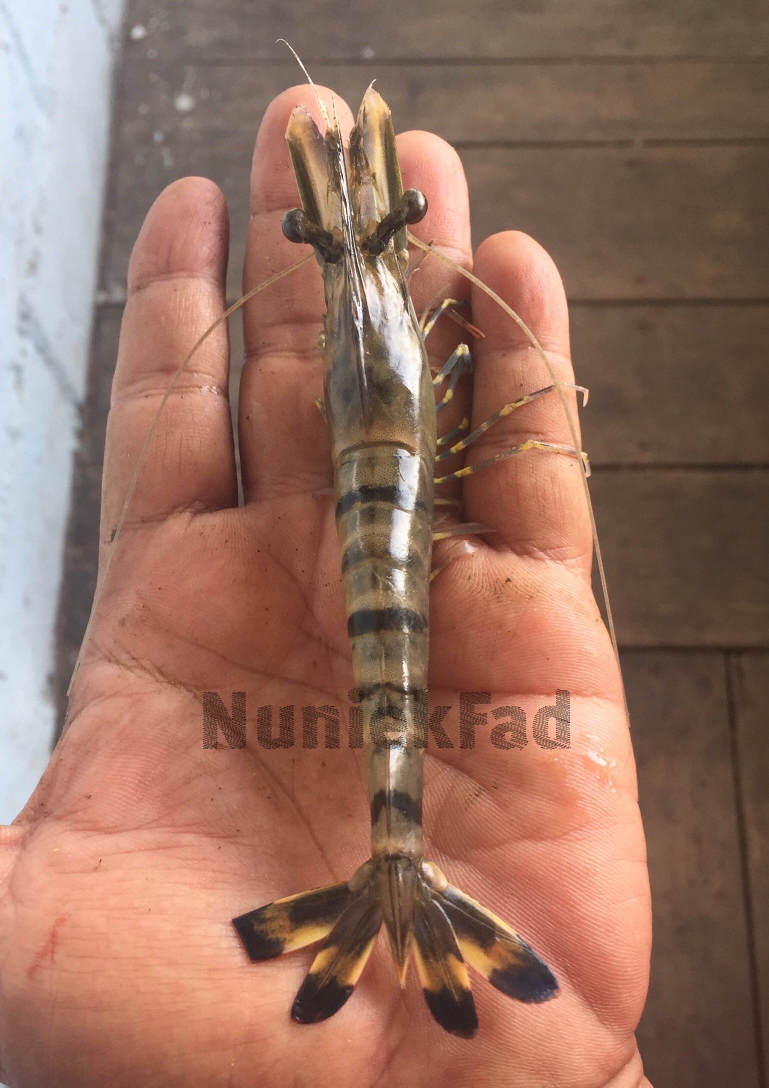 Jual udang windu siap kirim 
