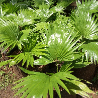 jual bibit palem sadeng sinensis