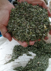 Meniran murni daun
