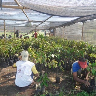 Harga Jual Bibit Durian Montong/Bibit Durian Montong Orange Berkaki di Jateng