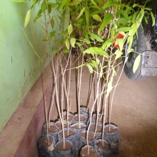 Bibit Cendana India unggul harga termurah