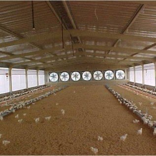 Plastik UV 6% Untuk Kandang Ayam