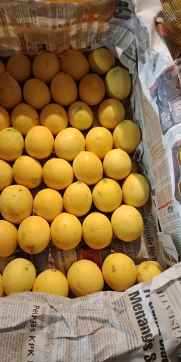 jeruk lemon california/jus