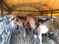 Jual Kambing Jawa Randu & Kambing Kacang
