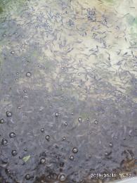 Jual ikan lele