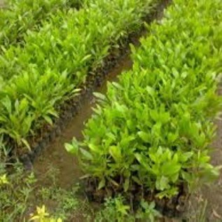bibit kayu akasia siap tanam kualitas unggul