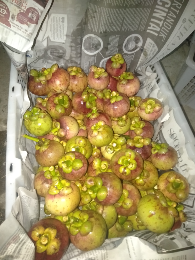 Manggis berkualitas
