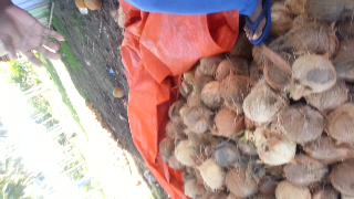 kelapa kupas jambul