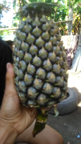 nanas palembang