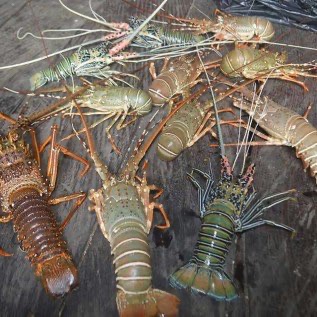 Lobster laut fresh frozen