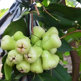 Bibit Jambu Air Madu Deli Lokasi Purworejo Jawa Tengah | CV. Mitra Bibit