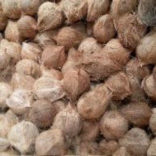 Kelapa Tua Grade AB