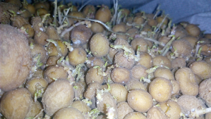 jual bibit kentang g0 granula l