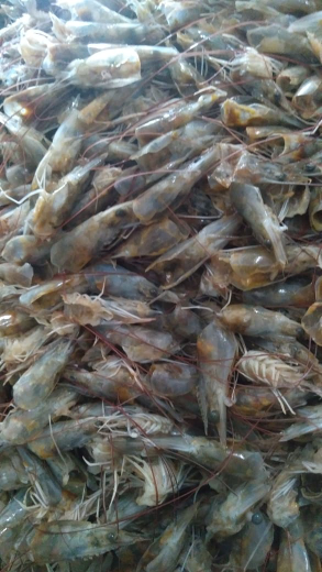 Kepala Udang