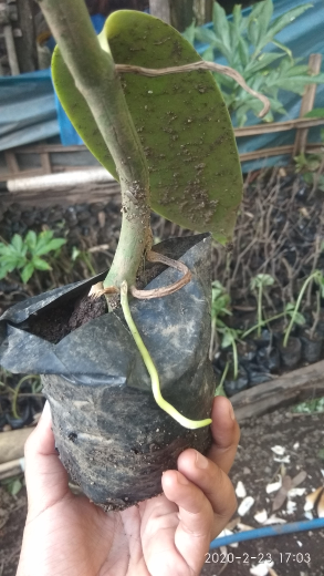 bibit vanili plani